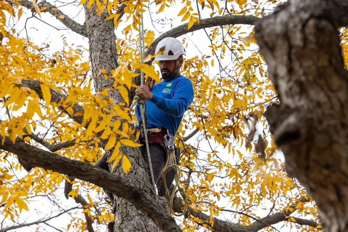Skilled Dead Tree Removal crew working in Weston